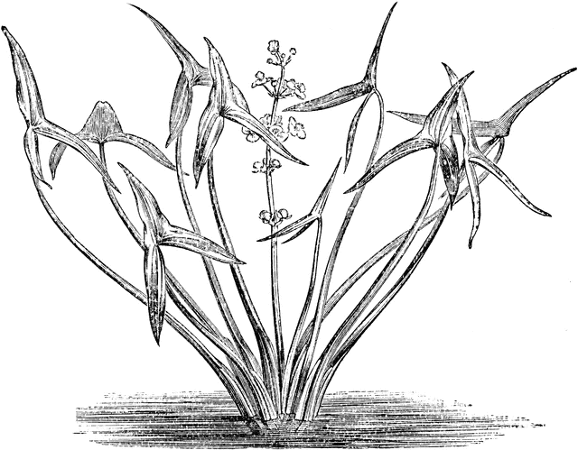 arrowhead clipart plant