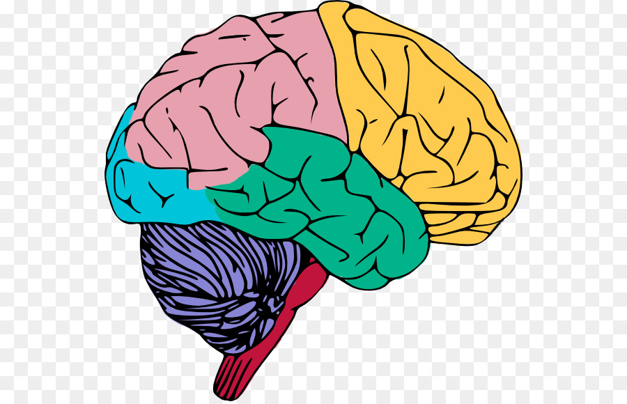 brain clipart human brain
