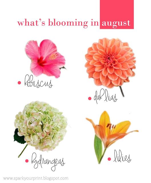 Flowers i mariana hodges. August clipart august flower