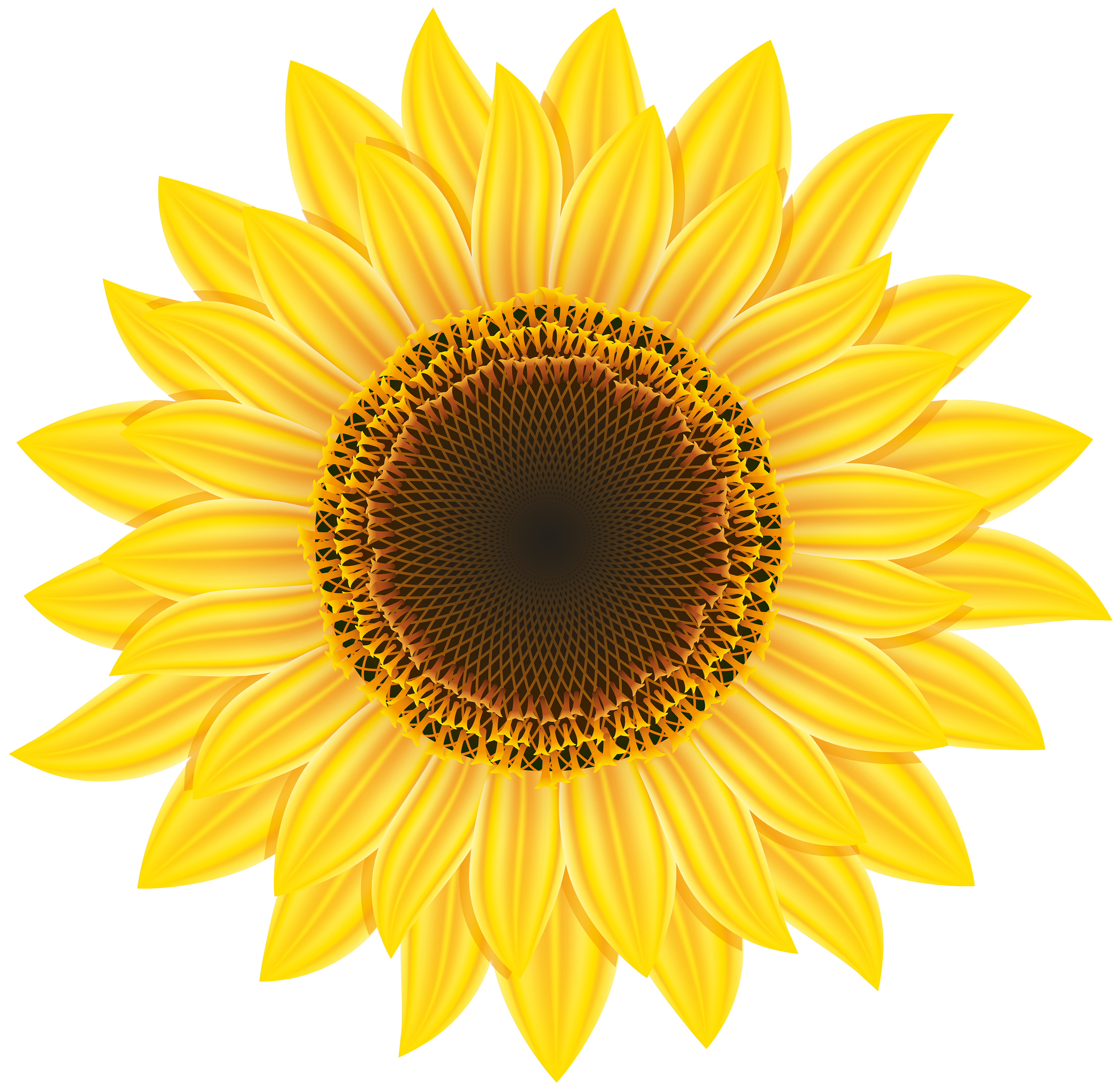 Flower clipart sunflower. Png images free download