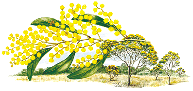 Commonwealth floral emblems australian. Australia clipart stylised