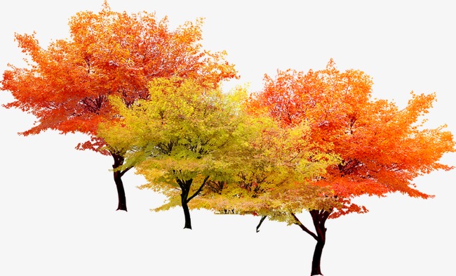 Autumn clipart tree. Fall trees png image
