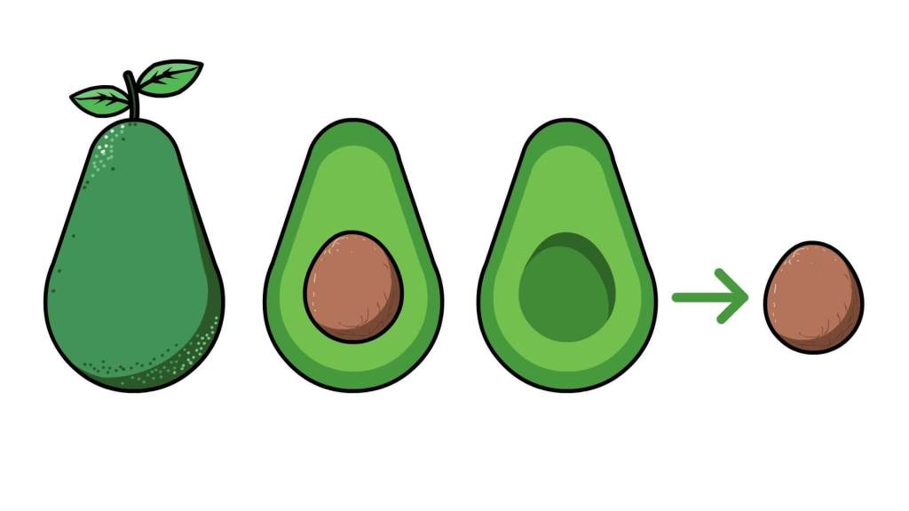avocado clipart avocado seed