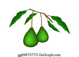 Clip art royalty free. Avocado clipart avocado tree