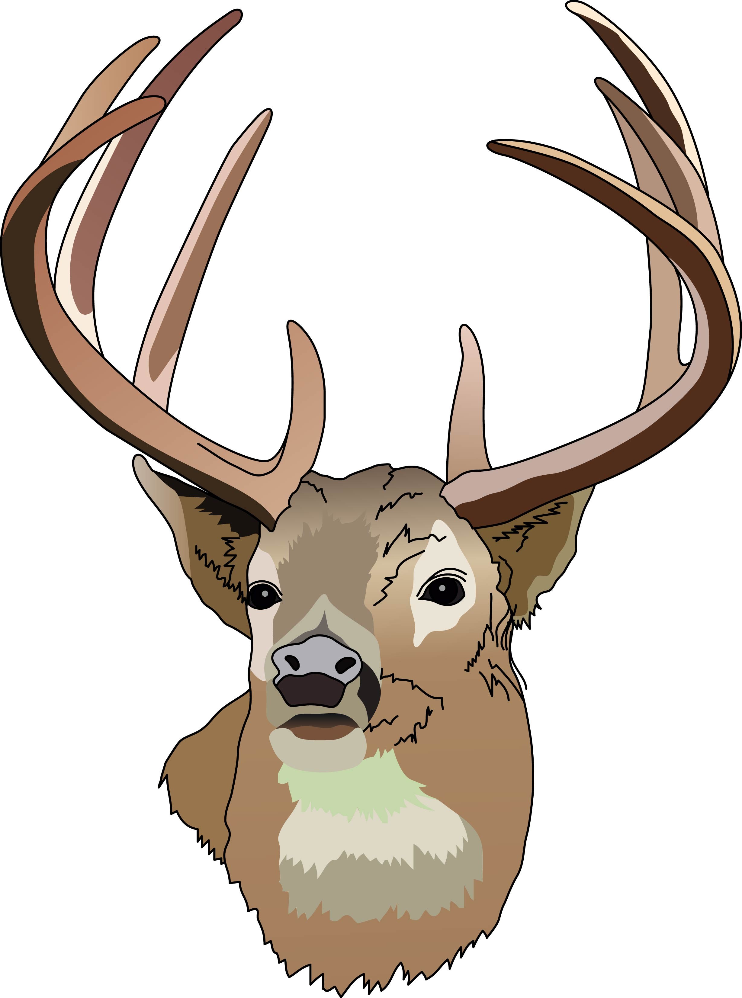 Buck clipart baby deer. Free head download clip
