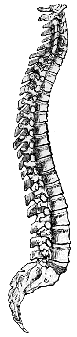 Back clipart back bone. Spinal cord backbone medical