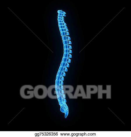 Stock illustrations gg gograph. Back clipart back bone