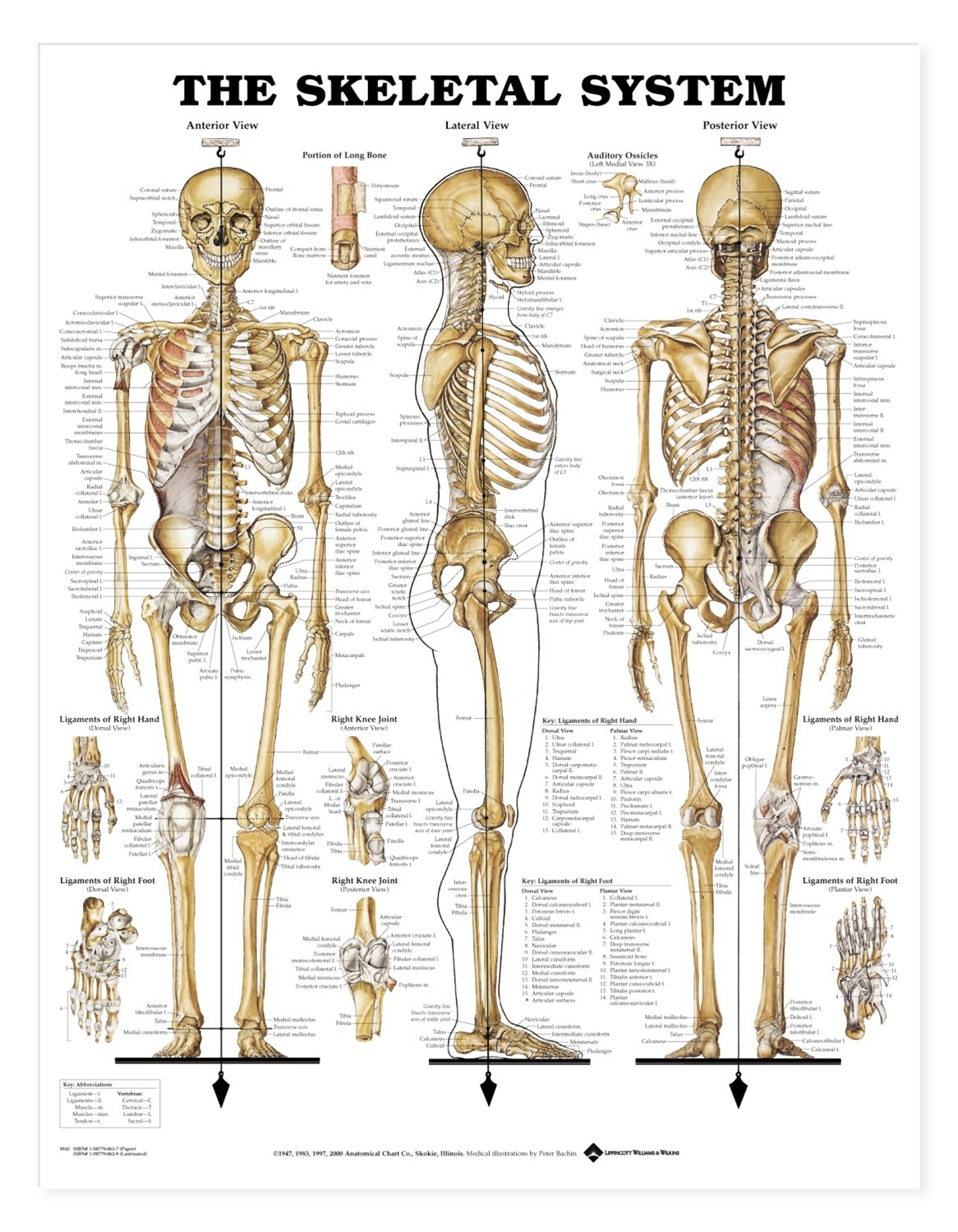 Pictures of bones pencil. Back clipart back bone