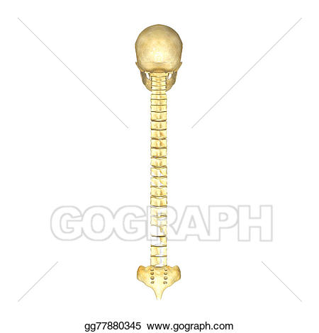 Back clipart back bone. Stock illustration with skull