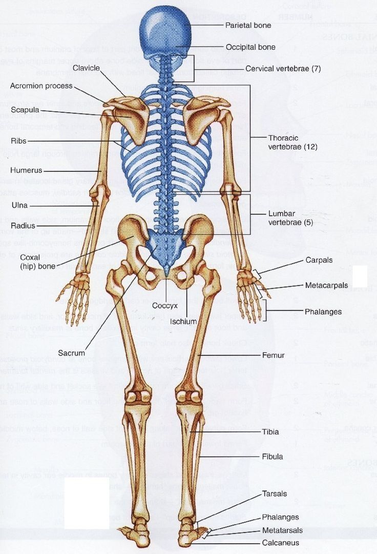 Human structure bones anatomy. Back clipart back bone