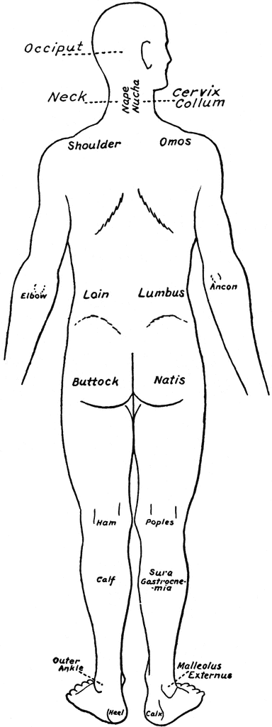 Back clipart body part. View of the parts
