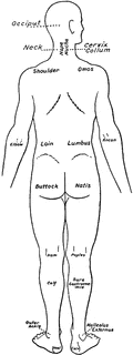 Back clipart body part. View of the parts