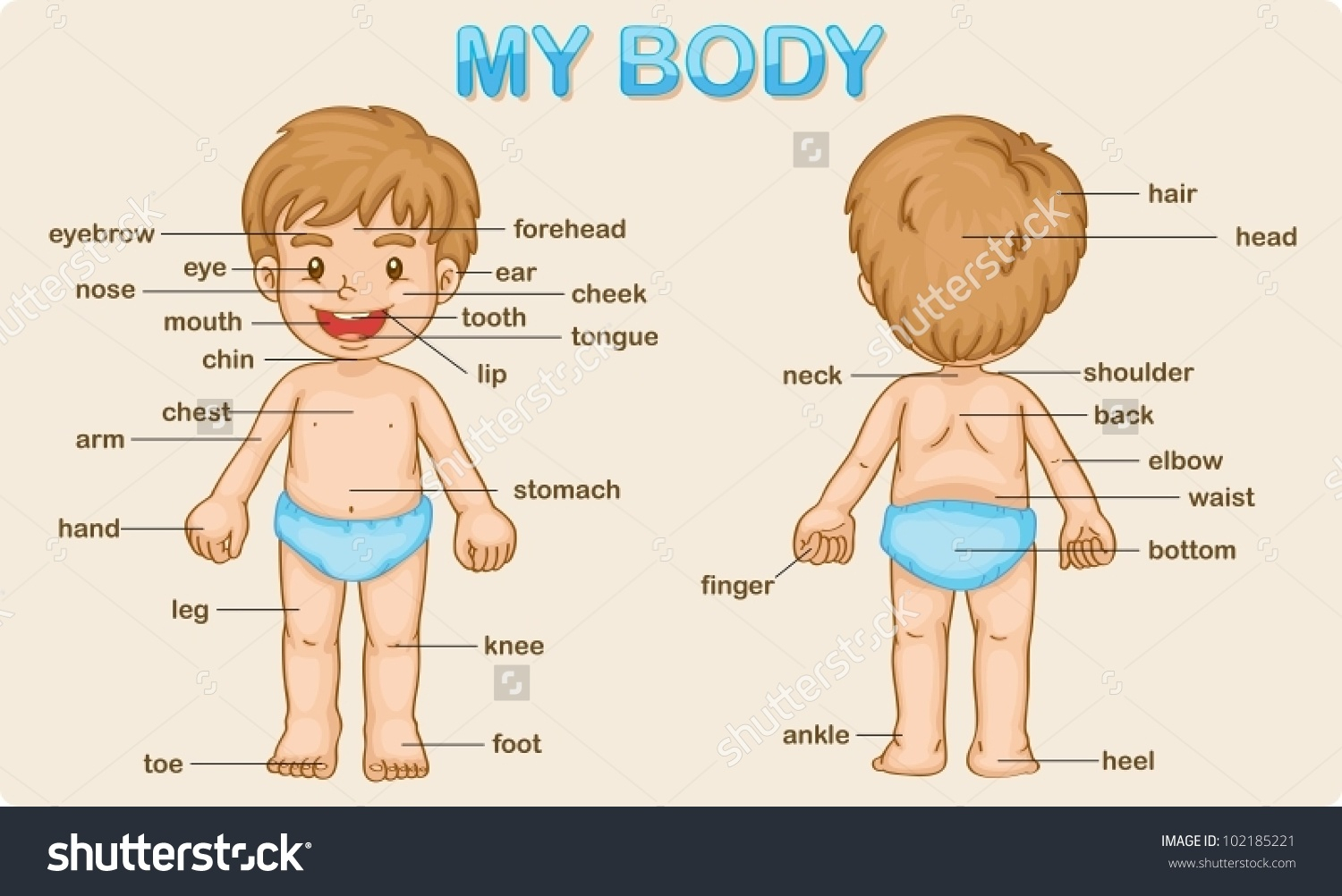 Human clip art with. Back clipart body part