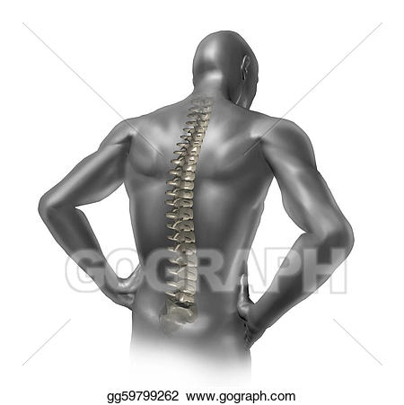 Stock illustrations spine . Back clipart human back