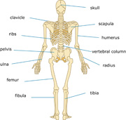 Back clipart human back. Free anatomy clip art