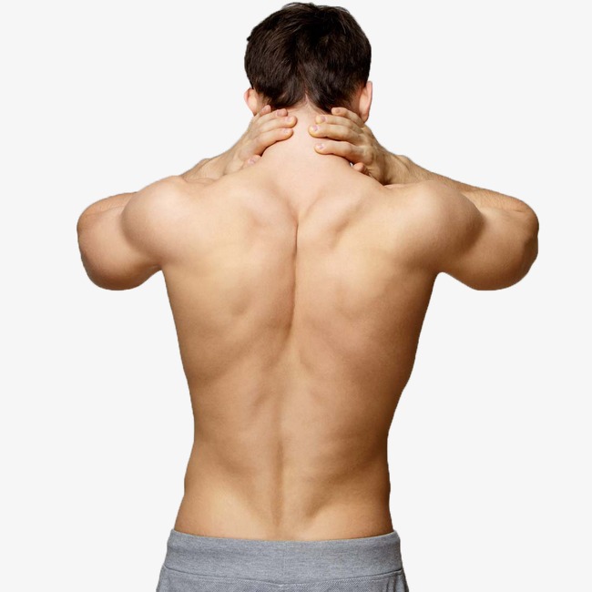 Men s fitness png. Back clipart muscular