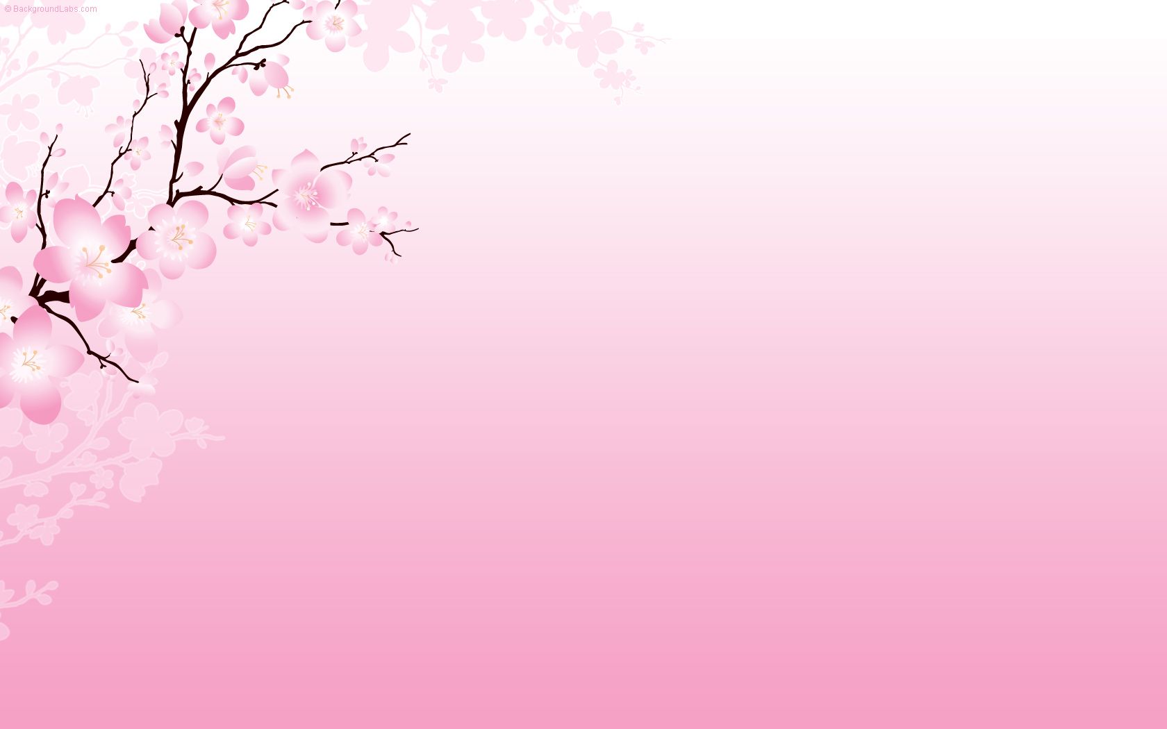 If you want to. Background clipart cherry blossom