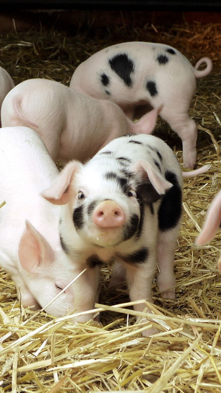  best pigs images. Bacon clipart micro pig
