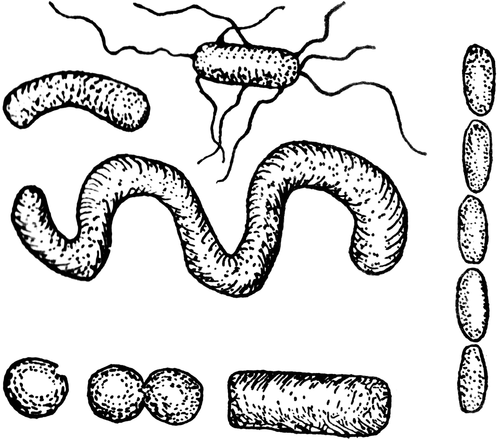 Bacteria clipart. Black and white wikiclipart