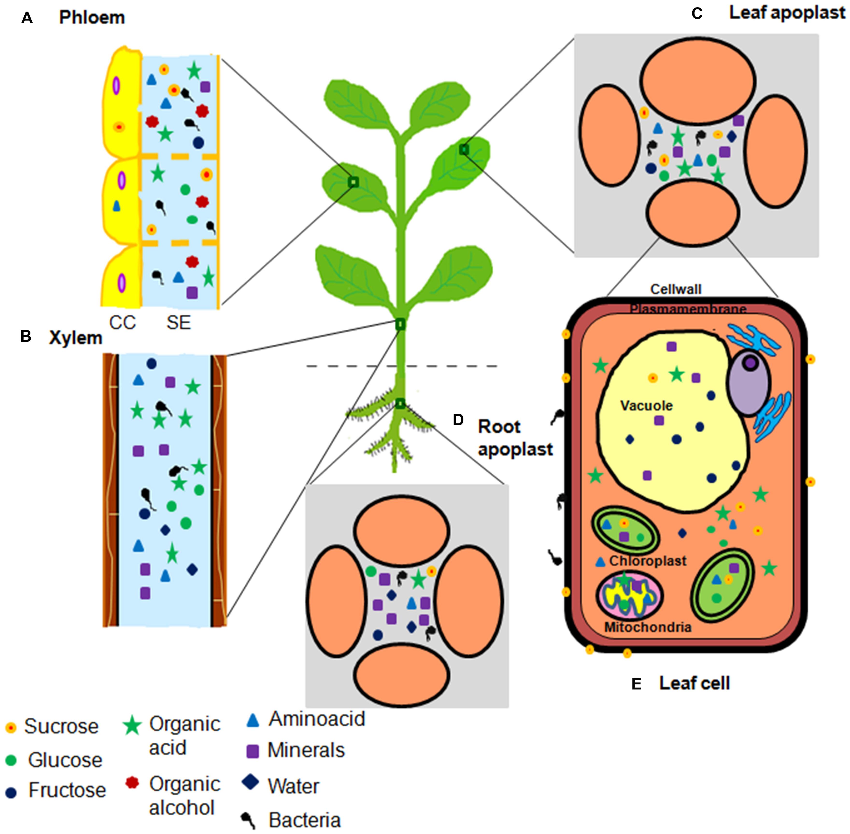 Bacteria clipart accumulation. Frontiers plant and pathogen