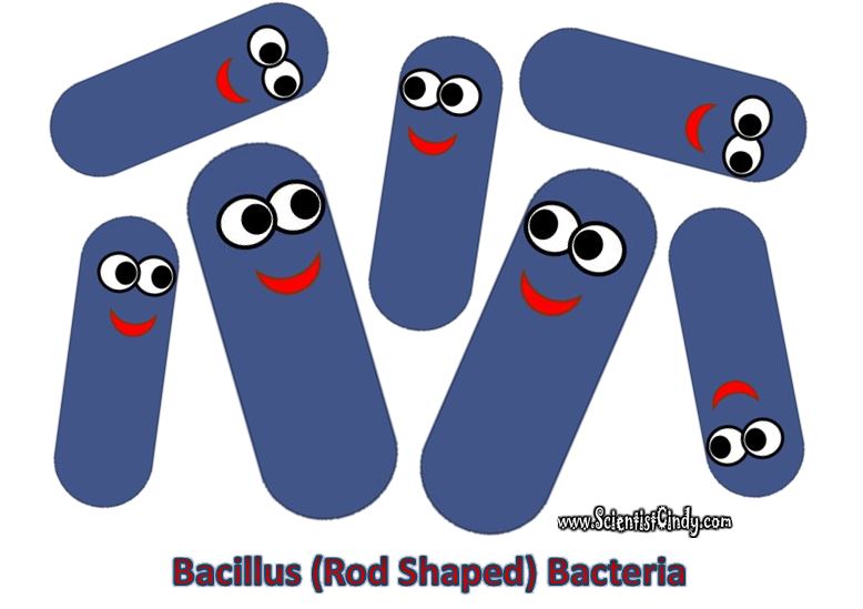 Bacteria clipart bacilli. Ecological roles scientist cindy
