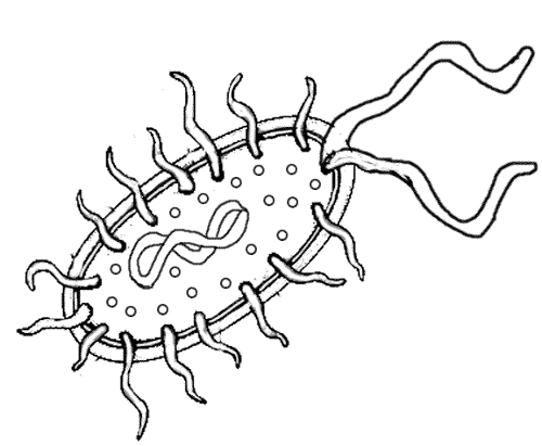 Color bacterial google search. Bacteria clipart bacteria cell