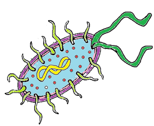 Bacteria clipart bacteria cell. Free prokaryote cliparts download