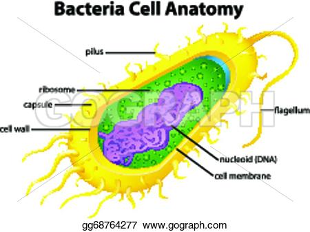 Bacteria clipart bacteria cell. Structure clipground vector illustration
