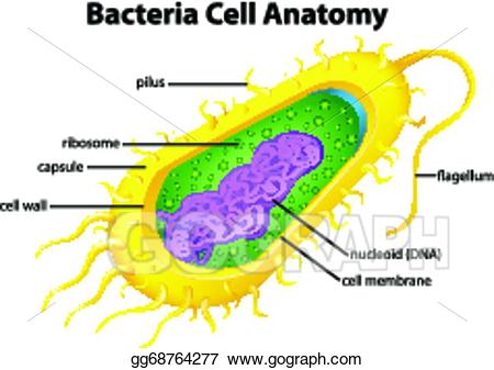Bacteria clipart bacteria cell. Vector structure 