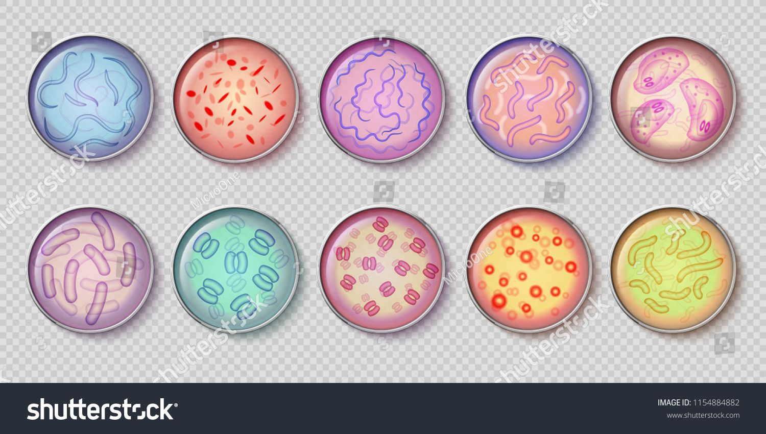 Bacteria clipart bacterial culture. Bacteriology gram negative and