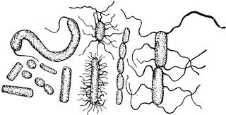 Etc. Bacteria clipart black and white