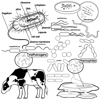 Bacteria clipart black and white. Archaea clip art by