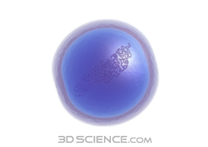 Bacteria clipart coccus bacteria. Bacterial type 