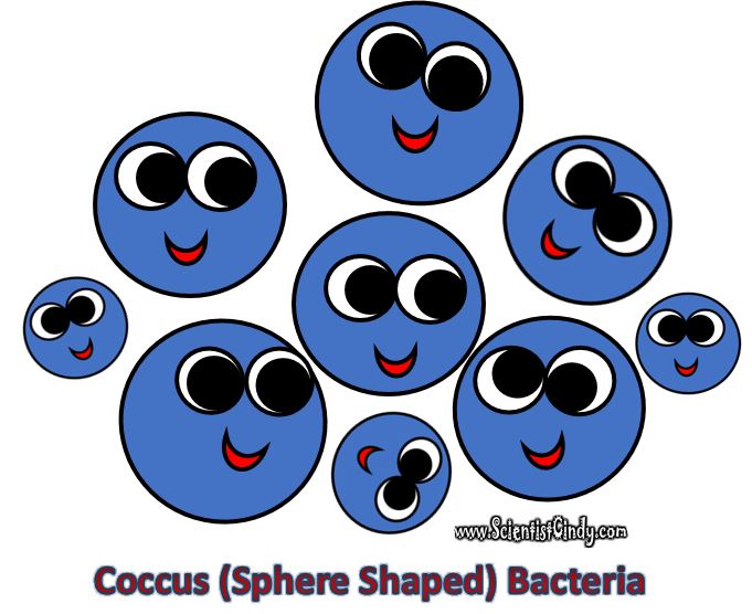 Ecological roles scientist cindy. Bacteria clipart coccus bacteria