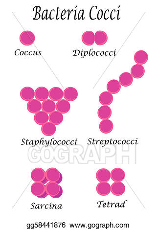 Bacteria clipart coccus bacteria. Clip art vector cocci