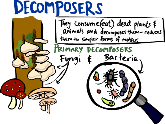 Bacteria clipart decomposer. Pencil and in color