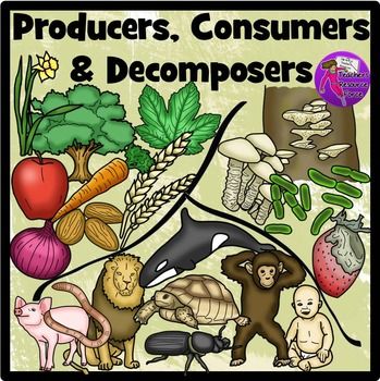 Producers consumers decomposers clip. Bacteria clipart decomposer
