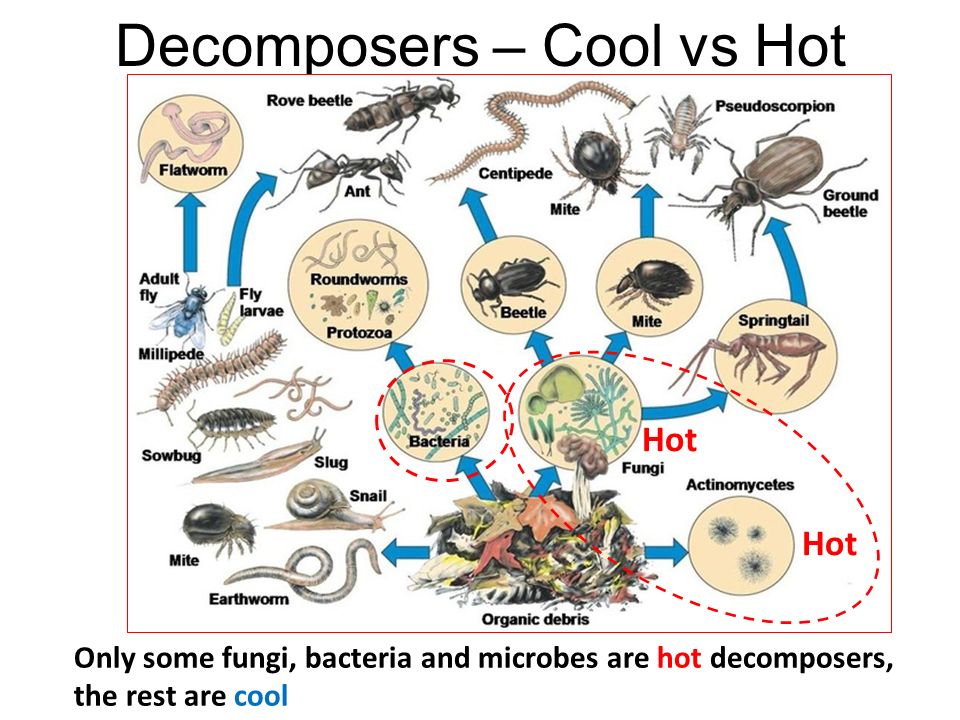Composting helps the environment. Bacteria clipart decomposer