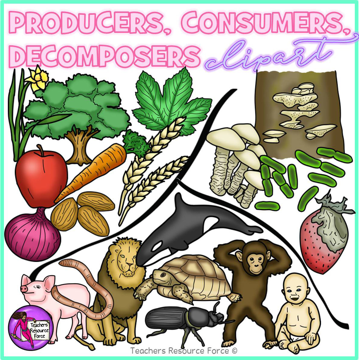 Bacteria clipart decomposer. Producers consumers decomposers bundle