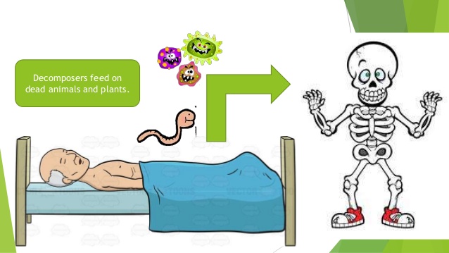 How living things interact. Bacteria clipart decomposer
