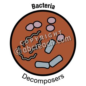 Pencil and in color. Bacteria clipart decomposer