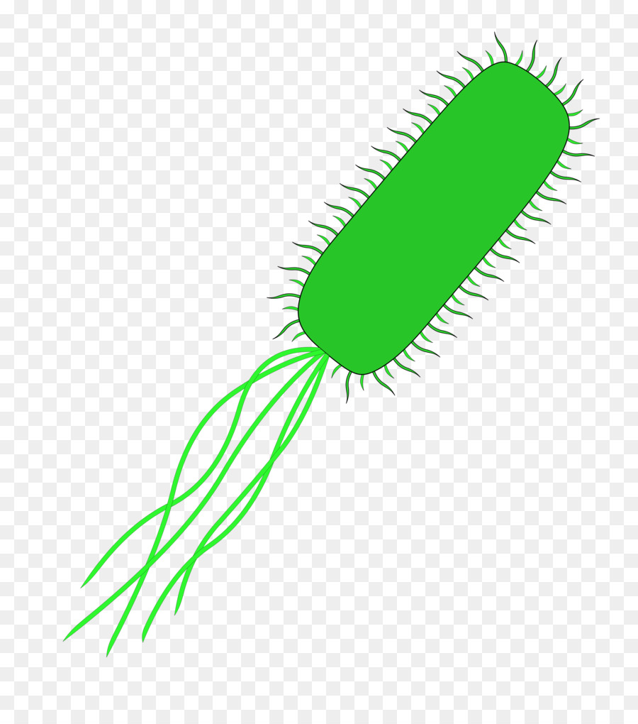 Bacteria clipart e coli. Chromosome abnormality clip art