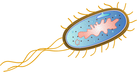File escherichia by togopic. Bacteria clipart e coli