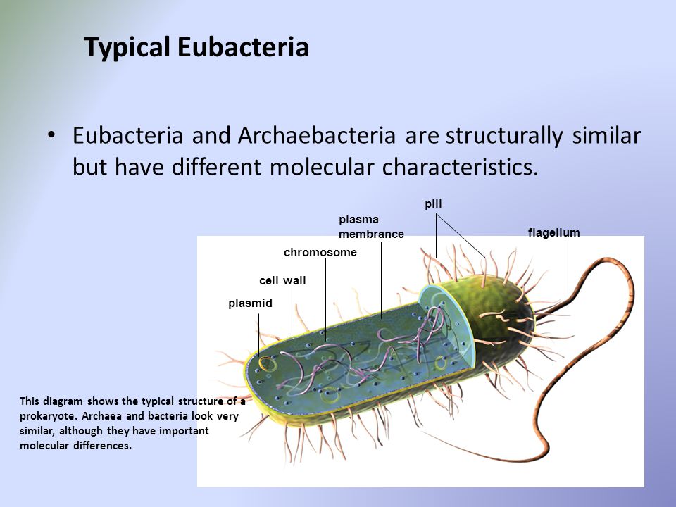 What phylums belong to. Bacteria clipart eubacteria