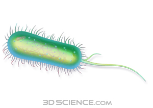 Bacillus with parts bacterial. Bacteria clipart flagella