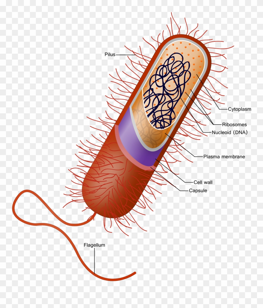 Bacteria clipart flagella. Bacterial capsule wikipedia this