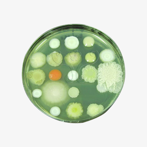 Yeast and picture material. Bacteria clipart fungus bacteria