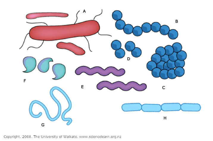 Bacteria clipart harmful bacteria. What are science learning