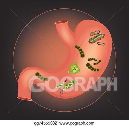 Bacteria clipart human. Vector art stomach with