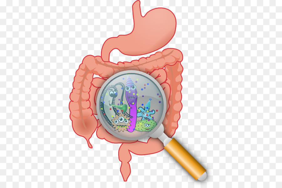 Bacteria clipart human. Gastrointestinal tract health digestion